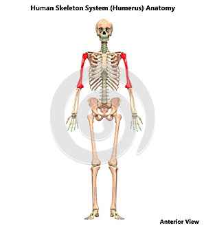 Human Skeleton System Humerus Bone Joints Anatomy