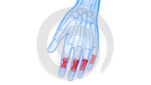 Human Skeleton System Middle Phalanges Joints Anatomy