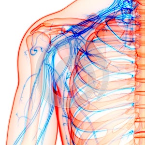 Human Skeleton System with Nervous System Anatomy