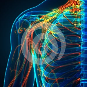 Human Skeleton System with Nervous System Anatomy