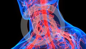 Human Skeleton System with Nervous System Anatomy