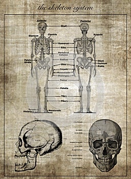 The human skeleton system, part of body
