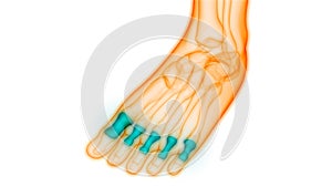 Human Skeleton System Phalanges Bones Anatomy