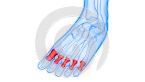 Human Skeleton System Phalanges Bones Joints Anatomy