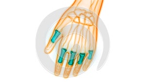 Human Skeleton System Proximal Phalanges Joints Anatomy photo