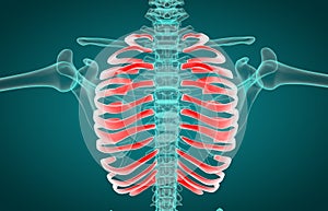 Human Skeleton System Rib Cage Anatomy