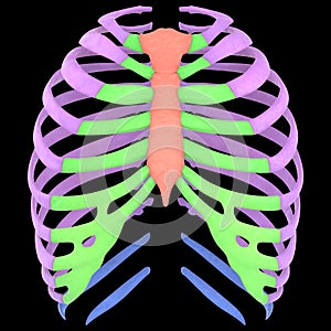 Human Skeleton System Rib Cage Anterior View