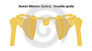 Human Skeleton System  Shoulder Girdle.  Anterior View Anatomy. Vector illustration. Isolated on white background. Flat design