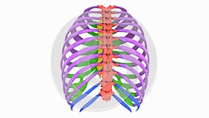 Human Skeleton System Thoracic Skeleton Anatomy Animation Concept