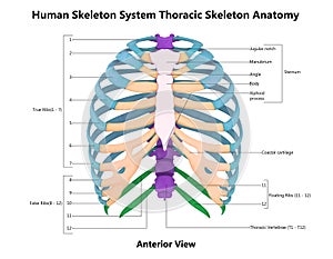 Human Skeleton System Thoracic Skeleton Described with Labels Anatomy Anterior View