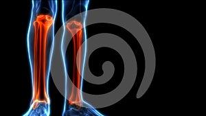 Human Skeleton System Tibia and Fibula Anatomy