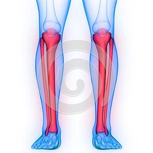 Human Skeleton System Tibia and Fibula Bone Joints Anatomy