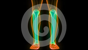 Human Skeleton System Tibia and Fibula Bone Joints Anatomy