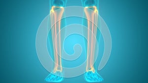Human Skeleton System Tibia and Fibula Bone Joints Anatomy