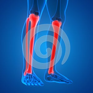 Human Skeleton System Tibia and Fibula Bone Joints Anatomy