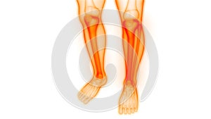 Human Skeleton System Tibia and Fibula Bone Joints Anatomy