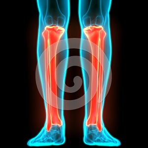 Human Skeleton System Tibia and Fibula Bone Joints Anatomy