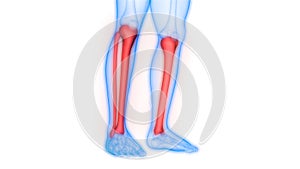 Human Skeleton System Tibia and Fibula Bone Joints Anatomy