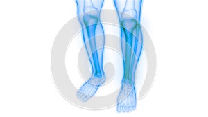 Human Skeleton System Tibia and Fibula Bone Joints Anatomy