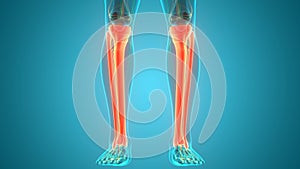 Human Skeleton System Tibia and Fibula Bone Joints Anatomy