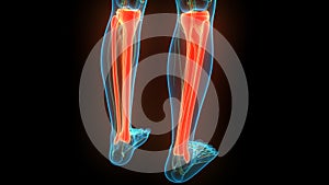 Human Skeleton System Tibia and Fibula Bone Joints Anatomy