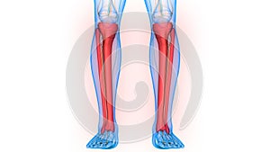 Human Skeleton System Tibia and Fibula Bone Joints Anatomy