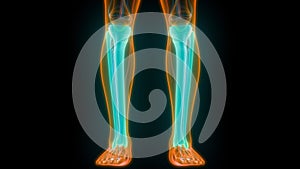 Human Skeleton System Tibia and Fibula Bone Joints Anatomy