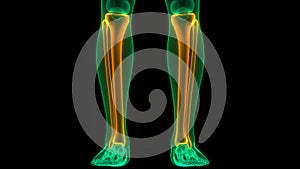 Human Skeleton System Tibia and Fibula Bone Joints Anatomy