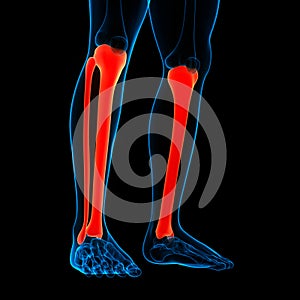 Human Skeleton System Tibia and Fibula Bone Joints Anatomy