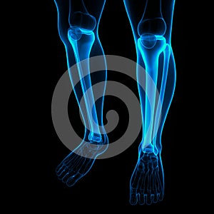 Human Skeleton System Tibia and Fibula Bone Joints Anatomy