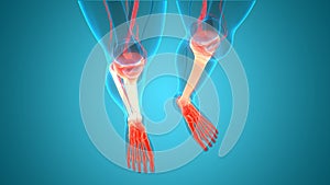 Human Skeleton System Tibia and Fibula Bone Joints Anatomy