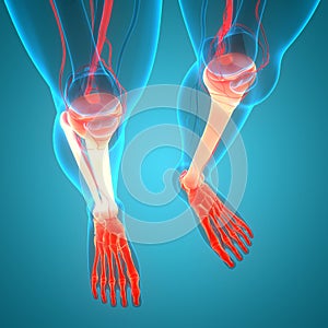 Human Skeleton System Tibia and Fibula Bone Joints Anatomy