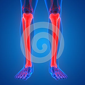 Human Skeleton System Tibia and Fibula Bone Joints Anatomy