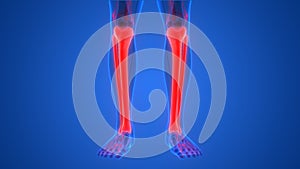 Human Skeleton System Tibia and Fibula Bone Joints Anatomy
