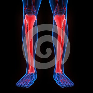 Human Skeleton System Tibia and Fibula Bone Joints Anatomy