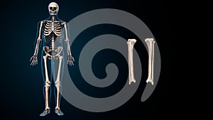 Human Skeleton System Tibia and Fibula Bone Joints Anatomy