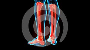 Human Skeleton System Tibia and Fibula Bone Joints Anatomy Animation Concept