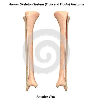 Human Skeleton System Tibia and Fibula Bones Anterior View Anatomy