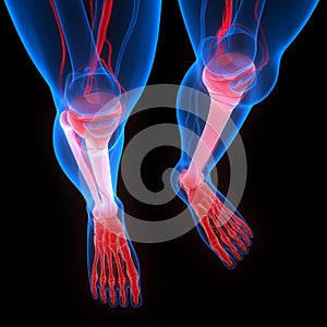 Human Skeleton System Tibia and Fibula with Foot Bone Joints Anatomy