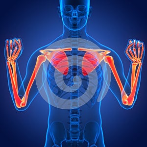 Human Skeleton System Upper Limb Bone Joints Anatomy