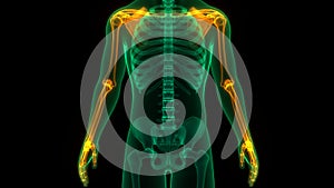 Human Skeleton System Upper Limbs Bone Joints Anatomy