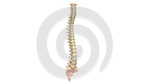 Human Skeleton System Vertebral Anatomy