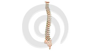 Human Skeleton System Vertebral Anatomy