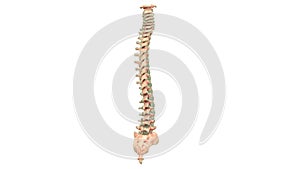 Human Skeleton System Vertebral Anatomy