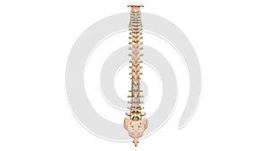 Human Skeleton System Vertebral Anatomy