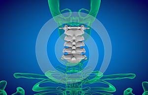 Human Skeleton System Vertebral Column Cervical Vertebrae Anatomy
