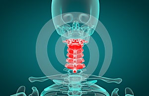 Human Skeleton System Vertebral Column Cervical Vertebrae Anatomy