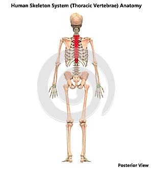 Human Skeleton System Vertebral Column Thoracic Vertebrae Anatomy