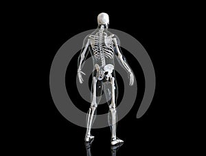 Human skeleton with transparent body isolated in black background 3d render