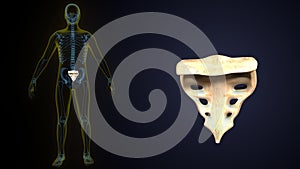 Human Skeleton Vertebral Column Coccyx. 3d illustration